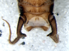 CollectionObject 1527803; 5d92d1fc-0715-49fa-b31b-cecfa7a5490c: male supra-anal plate (holotype). (CollectionObject).