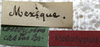 CollectionObject 1505758; bde5a562-b6ad-46e7-93aa-3deb0aab56bc: labels (holotype of Cocconotus castus). (CollectionObject).