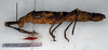 CollectionObject 1561013; NMW 138', 85e7b507-9594-48f8-be92-b0c190e817bf: copyright NMW. female, lateral view (paralectotype). (CollectionObject).