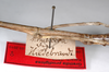 CollectionObject 1561740; cad9b209-0092-4d50-a6f4-82a852bdc97c: copyright MNHU, Berlin. female: mid body, lateral view including data (syntype). (CollectionObject).