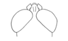 Pollostacris expolita Amédégnato & Descamps, 1979: Fig. 184. male, head, dorsal view. (Otu).