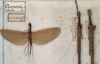 CollectionObject 1562485; d321a7d1-dcfc-4db1-bbaa-2ee956f83978: copyright St. Petersburg. female of synonym Marmessoidea caryophyllea (probable syntypes). (CollectionObject).
