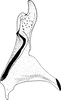 Stylus on Arocephalus (Arocephalus) languidus (Flor, 1861): Stylus. (Observation).