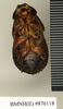 Ancaudellia marshallae Roth, 1977: Copyright Natural History Museum, London. Holotype (adult male) in BM(NH). Ventral view. (Otu).