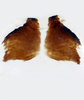 Forewing on Cuerna alpina Oman & Beamer, 1944: Female internal sternum VIII.<br>U.S.A., New Mexico, Quay Co., Nara Visa, Rt.54, INHS.<br> Photo: S. Krishnankutty. (Observation).