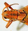 2012. male, head and pronotum, dorsal view. Depicts CollectionObject 1564546; bc6fd94f-92f7-41cd-9a1a-7e71d50f5f7d, a CollectionObject.