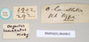 CollectionObject 1560674; NHMUK(SF IMPORT DUPLICATE) 844812, 9c13f179-7751-4b0e-a215-d04faf4989ed: copyright Natural History Museum, London. female, data labels of Oxyartes lamellatus [reversed where applicable] (lectotype). (CollectionObject).