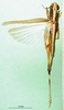 CollectionObject 1502339; 782511d6-e34c-4db2-8876-570d04c7841c: female, dorsal view (paralectotype). (CollectionObject).