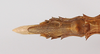 CollectionObject 1560246; 17d28cdf-da6d-4a1a-b362-f7efbd95e9b7: copyright ZMB, Berlin. female: end of abdomen, ventral view (holotype). (CollectionObject).