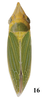 Habitus, dorsal view on Draeculacephala californica Davidson & Frazier, 1949: (Observation).