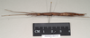 CollectionObject 1559896; 97bec5a9-7e9d-4ed0-b65e-9b1e7b174f33: copyright Natural History Museum, London. female, lateral view (paratype). (CollectionObject).;CollectionObject 1559897; 64a8ed95-8ae4-4f6a-8271-6afa8f36c534: copyright Natural History Museum, London. female, lateral view (paratype). (CollectionObject).