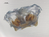 CollectionObject 1578184; 128110a9-e4bf-4185-ad0a-ffc42367703e: phallus, dorsal view. (CollectionObject).