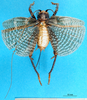 CollectionObject 1500198; d046063a-b794-4c9b-8bbe-9517ab1a6fd3, MfN 4485: female, dorsal view (holotype). (CollectionObject).