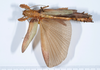 CollectionObject 1583054; 8842045f-92c4-448e-9c9a-2b94e4324d14: copyright ANSP. female, dorsal view (paratype). (CollectionObject).;CollectionObject 1583055; 3855d02c-44bb-4073-b284-23161d9ffb8b: copyright ANSP. female, dorsal view (paratype). (CollectionObject).
