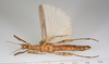 CollectionObject 1560742; e3a9695b-e704-49f9-ae77-9cefc57dddfb: copyright ZMUH, Hamburg. female, ventral view (holotype). (CollectionObject).