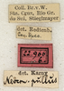 labels (syntype). Depicts CollectionObject 1531673; 9159f801-5437-449e-9f7a-e2cef92eb339, a CollectionObject.