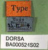CollectionObject 1502277; e605ac48-ad0e-4979-a7bd-f95dd4f17354, DORSA BA000521S02: labels (syntype). (CollectionObject).