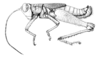Tela chlorosoma Hebard, 1932: Fig. 75. male habitus. (Otu).
