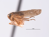 Habitus, lateral view on Exitianus digressus (Van Duzee, 1933) now Exitianus nanus (Distant, 1908): (Observation).