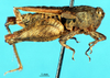CollectionObject 1553645; 4689261d-1b22-44d3-b77d-7c404c7f480f: female, lateral view (syntype). (CollectionObject).
