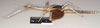 CollectionObject 1560499; NHMUK(SF IMPORT DUPLICATE) 845031, b7a4693e-b682-4524-86ad-f6d681aeedb5: copyright Natural History Museum, London. female, lateral view (holotype). (CollectionObject).