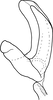 Aedeagus, lateral view on Drabescus nervosopunctatus Signoret, 1880: Aedeagus, lateral view. (Observation).