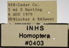 Other on Athysanella (Gladionura) sinuata (Osborn, 1930): Label - Female. (Observation).