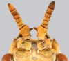 CollectionObject 1591400; f83fe4c5-6344-4ab7-aae9-773e65d72403: copyright IMQC Montreal. female antennae (holotype). (CollectionObject).