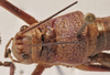 CollectionObject 1573774; aeeffa9b-d5ec-4ebf-9d40-be27c4933ecf: male pronotum dorsal (paratype). (CollectionObject).