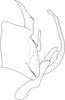 Subgenital plate: !! display not done !! on Punctulus tumidifrons Dai, Zahniser, Viraktamath & Webb, 2017: Subgenital plate. (Observation).