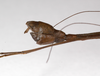 CollectionObject 1560337; 5e556c40-66c2-48c0-8b6d-46da1f655516: copyright MNHU, Berlin. male: end of abdomen, lateral view (holotype). (CollectionObject).