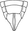 Ovipositor on Euscelis tuvensis Vilbaste, 1980: Ovipositor. (Observation).
