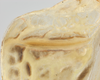 CollectionObject 1578246; b16d22ee-35eb-4b05-a3a3-6fd31896f523: male, left stridulatory file. (CollectionObject).