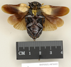 CollectionObject 1552817; NHMUK(SF IMPORT DUPLICATE) BMNH(E) 876005, a82d0883-b8ef-4e5e-8c8c-82b4ea3c65ef: Copyright Natural History Museum, London. Lectotype (adult male) in BM(NH). Ventral view. (CollectionObject).