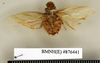 CollectionObject 1572981; f1e8b480-826e-4b55-a279-4d291efcf301: Copyright Natural History Museum, London. Non-type (adult female) in BM(NH). Dorsal view. (CollectionObject).