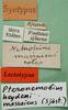 CollectionObject 1501699; 6fcdc486-8022-488d-a20e-2d8e94c6ac72: labels (syntype or lectotype). (CollectionObject).