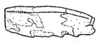 Callimenellus changi Gorochov & Voltshenkova, 2005: Fig. 31. mid femur. (Otu).