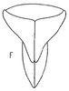 Subgenital plate, ventral view on Chlorotettix (Chlorotettix) bakeri Sanders & DeLong, 1922: genital capsule, ventrally. (Observation).