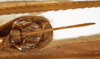 CollectionObject 1529780; 54d9f6c1-35b8-4a9f-bbd4-829139cdfc08: female subgenital plate (holotype). (CollectionObject).