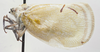 Habitus, lateral view: (Observation).