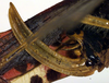 CollectionObject 1502840; 38636106-237a-4839-aee1-9cd06e7cc946: ovipositor (syntype). (CollectionObject).