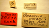 CollectionObject 1596514; 9cf31438-c296-4a05-9b85-40fdb74e5ef5: Geocoris omani - Holotype Labels (NMNH) - (CC BY-NC 3.0) - Photo by Pablo M. Dellapé with permission from the National Museum of Natural History (NMNH), Smithsonian Institution, Washington, D.C. (CollectionObject).
