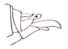 Moultonia violacea Bolívar, 1914: Fig. 35 f. female genital region, lateral view. (Otu).