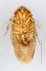 Arenivaga rehni Hebard: Photo by Heidi Hopkins. Adult male, ventral habitus. (Otu).