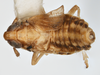 Habitus, dorsal view on Delphacodes shermani (Metcalf, 1923): (Observation).