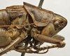 CollectionObject 1535164; a0454b74-f698-4a29-b6ec-c815a762d5e2: male pronotum, lateral view (lectotype). (CollectionObject).