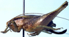 Acilacris (Aroegas) rentzi (Naskrecki, 1996): female, lateral view (allotype). (Otu).