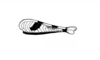 Abracris dilecta Walker, 1870: Fig. 2D. left hind femur, external view. (Otu).