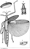 CollectionObject 1562288; 6a8d8515-4fdb-44e1-9944-121ab424be71: from original publication (Rainbow 1897). female of synonym Tropidoderus decipiens (holotype). (CollectionObject).