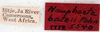 Henschoutedenia batesi (Rehn, 1937): Photo taken by Heidi Hopkins. (Otu).